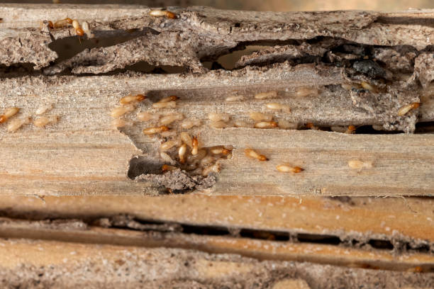 Best Pest Removal Services  in Sperry, OK
